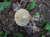 Retiboletus fuscus image