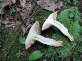 Retiboletus fuscus image