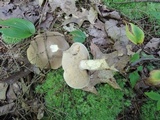 Retiboletus fuscus image