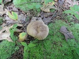Retiboletus fuscus image