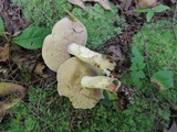 Retiboletus fuscus image