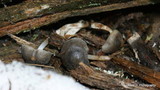 Mycena overholtsii image