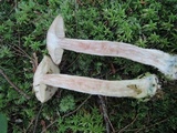 Leccinum holopus image