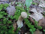 Leccinum holopus image