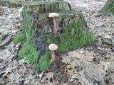 Aureoboletus russellii image