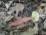 Aureoboletus russellii image