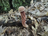Aureoboletus russellii image
