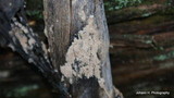 Mycena overholtsii image