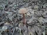Aureoboletus russellii image