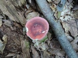 Russula mariae image