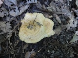 Lactarius psammicola image