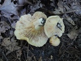 Lactarius psammicola image