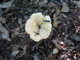 Lactarius psammicola image