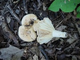 Lactarius psammicola image