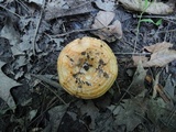 Lactarius psammicola image