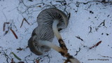 Mycena overholtsii image