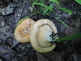 Lactarius psammicola image
