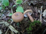Lactarius quietus image