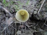 Entoloma flavoviride image
