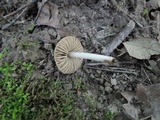 Entoloma flavoviride image