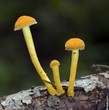 Cyptotrama chrysopepla image