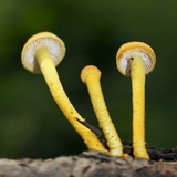 Cyptotrama chrysopepla image