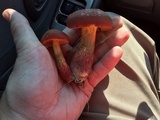 Baorangia bicolor image