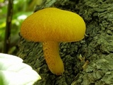 Tricholomopsis sulphureoides image