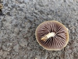 Protostropharia semiglobata image