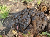 Protostropharia semiglobata image