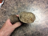 Retiboletus griseus image