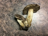 Retiboletus griseus image