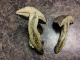 Retiboletus griseus image