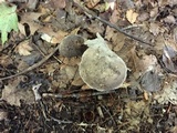 Retiboletus griseus image