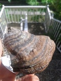 Fomes fasciatus image