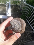 Fomes fasciatus image