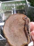 Fomes fasciatus image