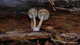 Mycena overholtsii image