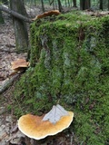 Tapinella atrotomentosa image