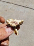 Agaricus micromegethus image