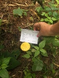 Suillus americanus image