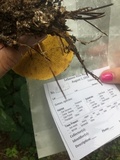 Suillus americanus image
