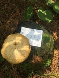 Polyporus craterellus image