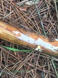 Femsjonia peziziformis image