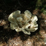 Bondarzewia berkeleyi image