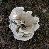 Bondarzewia berkeleyi image