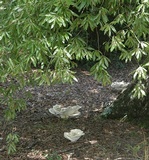 Bondarzewia berkeleyi image