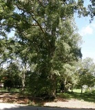 Bondarzewia berkeleyi image