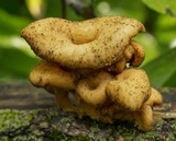 Lentinellus cochleatus image