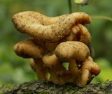 Lentinellus cochleatus image